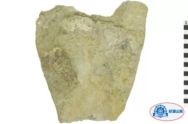 沉積巖和變質巖